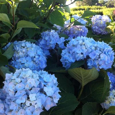 Hydrangea macrophylla Bailmer