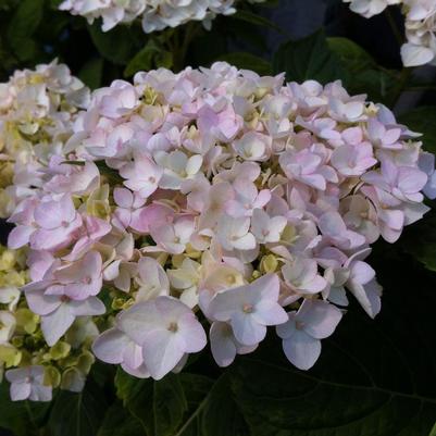 Hydrangea macrophylla Endless Summer® Blushing Bride