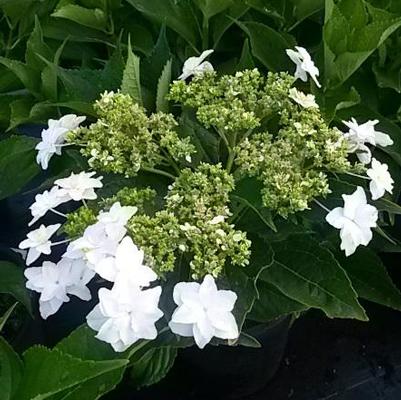Hydrangea macrophylla Hanabi