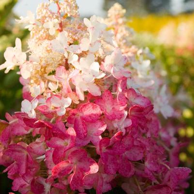 Hydrangea paniculata DVPPinky