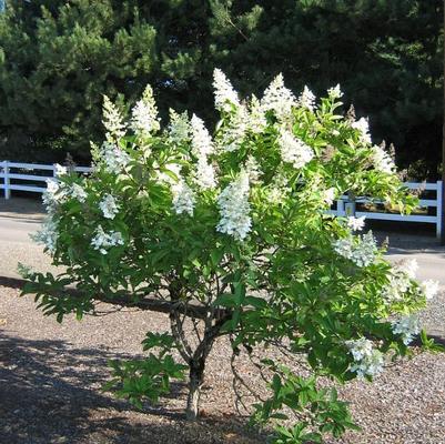 Hydrangea paniculata Tardiva