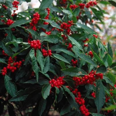 Ilex verticillata Winter Red