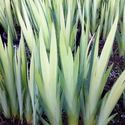 Iris pseudacorus Variegata