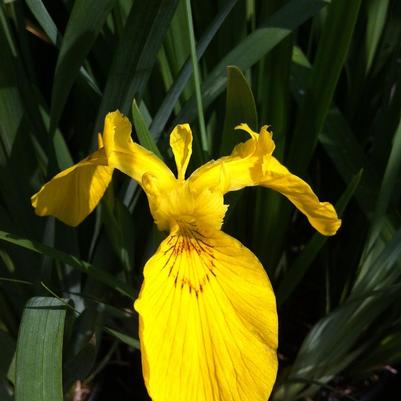 Iris pseudacorus 