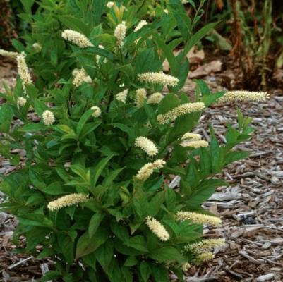 Itea virginica Saturnalia