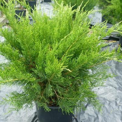 Juniperus chinensis Monlep
