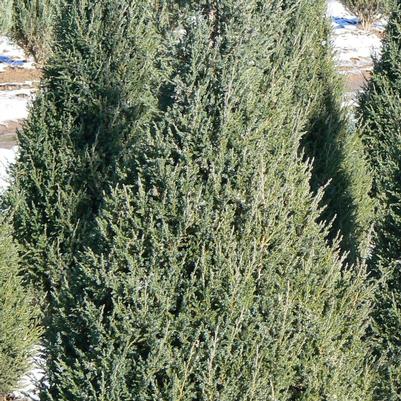 Juniperus chinensis Mountbatten