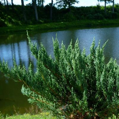 Juniperus chinensis sargentii Glauca