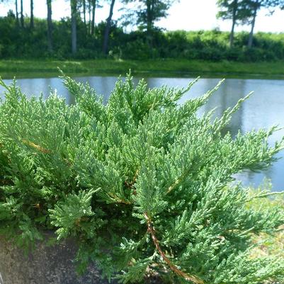 Juniperus chinensis sargentii Viridis