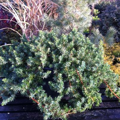 Juniperus conferta Emerald Sea