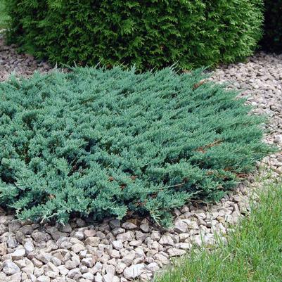 Juniperus horizontalis Blue Chip