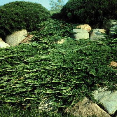 Juniperus horizontalis Prince of Wales