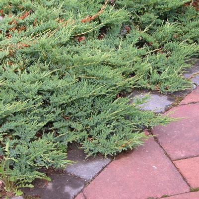 Juniperus horizontalis Wiltonii