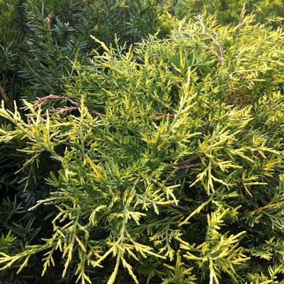 Juniperus x pfitzeriana Old Gold