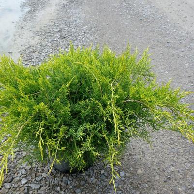 Juniperus x pfitzeriana Pfitzeriana Aurea
