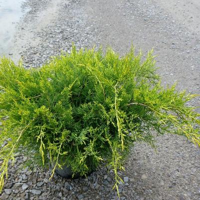 Juniperus x pfitzeriana Pfitzeriana Aurea