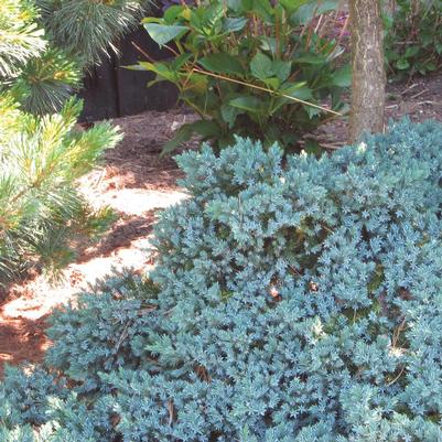 Juniperus squamata Blue Star