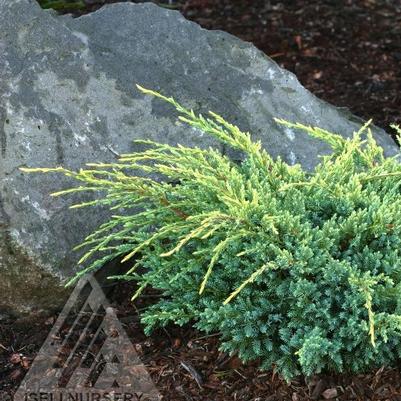 Juniperus squamata Holger