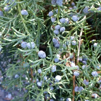 Juniperus virginiana Grey Owl