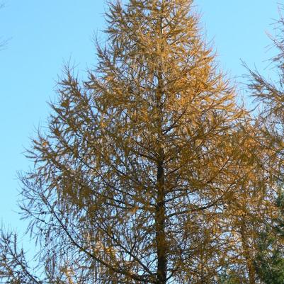 Larix laricina 