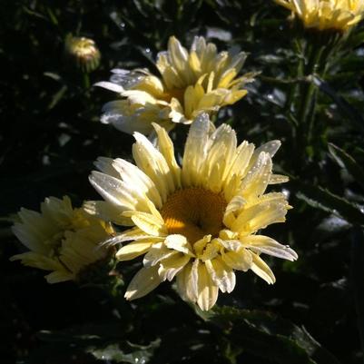 Leucanthemum x superbum Banana Cream