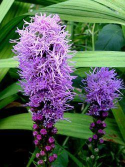 Liatris spicata Violet