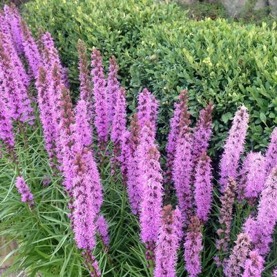 Liatris spicata Kobold (Blazing Star)