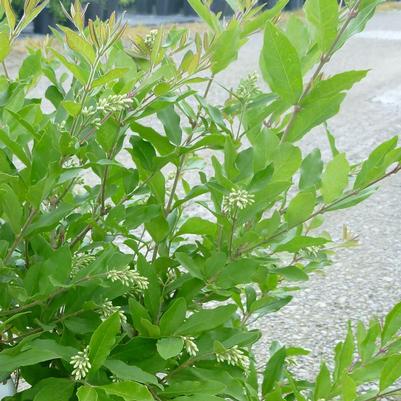 Ligustrum obtusifolium Regelianum