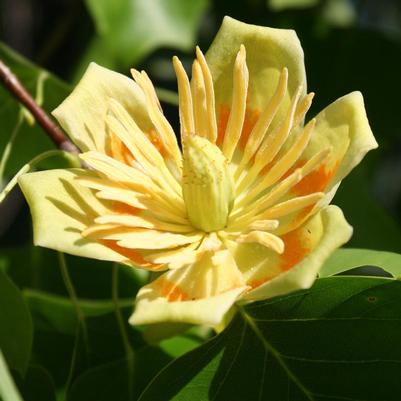 Liriodendron tulipifera 