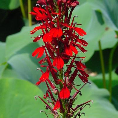 Lobelia cardinalis 