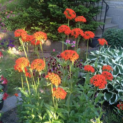 Lychnis chalcedonica 