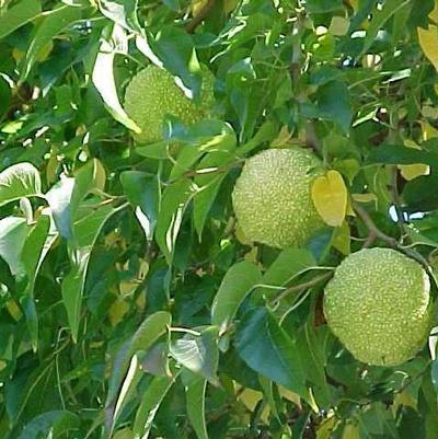 Maclura pomifera 