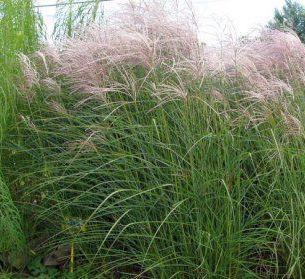 Miscanthus sinensis Berlin