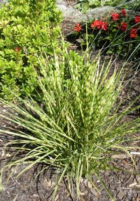 Miscanthus sinensis Gold Bar