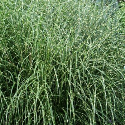 Miscanthus sinensis Little Zebra (Little Zebra Maiden Grass)