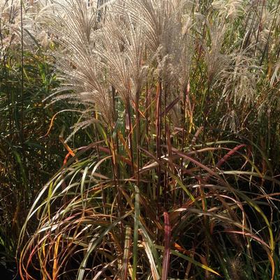 Miscanthus sinensis Malepartus