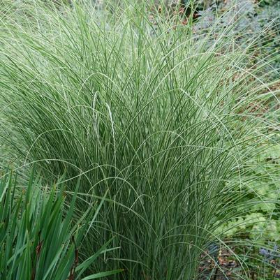 Miscanthus sinensis Morning Light