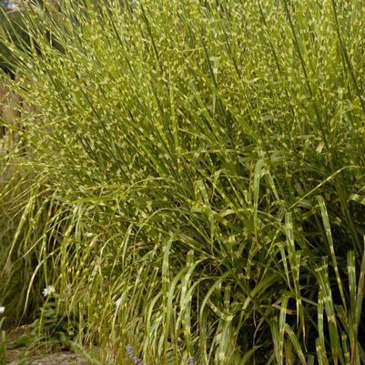 Miscanthus sinensis Strictus (Porcupine Grass)