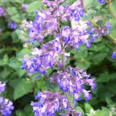 Nepeta faassenii Dropmore