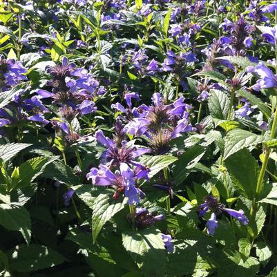 Nepeta subsessilis 