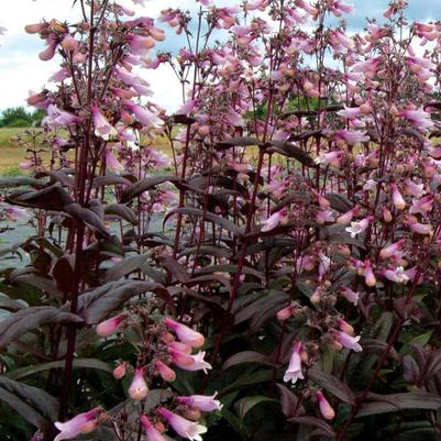 Penstemon digitalis Dark Towers