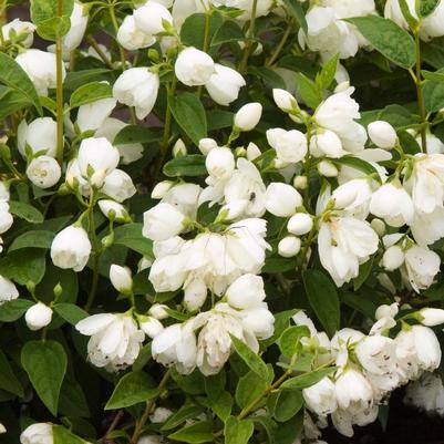 Philadelphus x Snowbelle