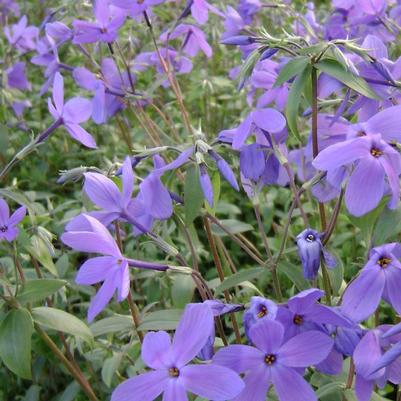 Phlox stolonifera Sherwood Purple