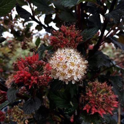 Physocarpus opulifolius Center Glow