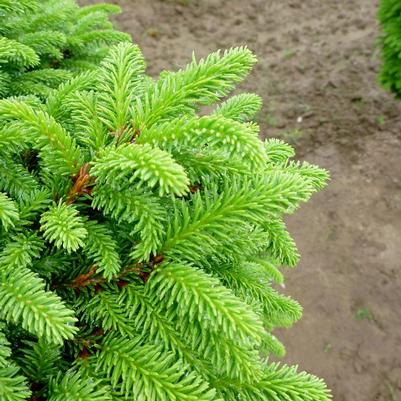 Picea abies Little Gem