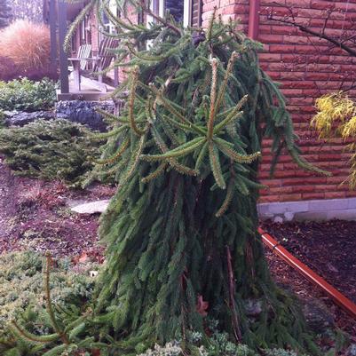 Picea abies Pendula