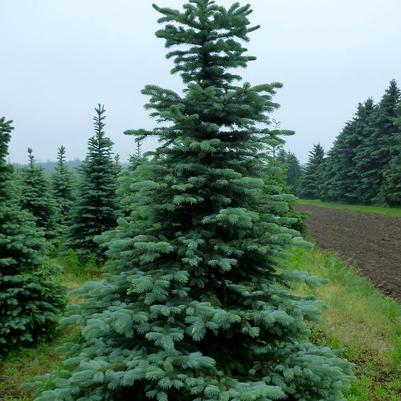 Picea pungens var. Glauca