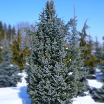 Picea pungens Iseli Fastigiate