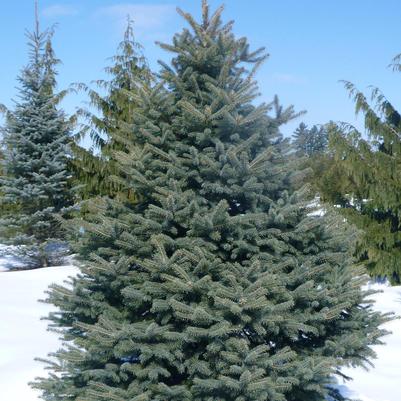Picea pungens 