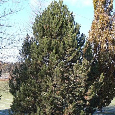 Pinus nigra Compacta